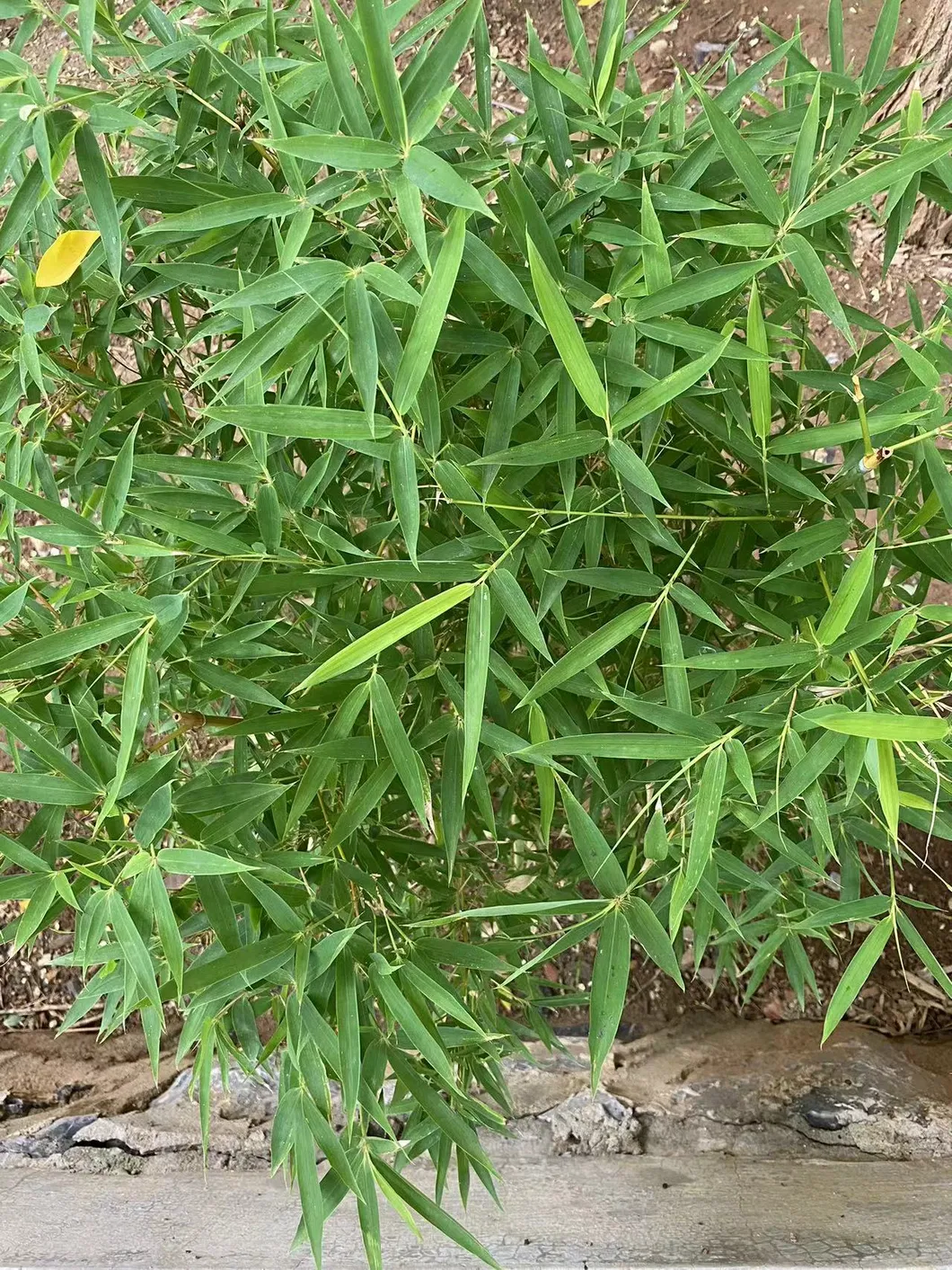 Ekstrak Herbal Berkualitas Tinggi Serbuk Silikon Ekstrak Daun Bambu Untuk Kulit 0