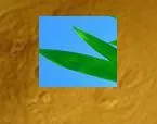 Ekstrak Herbal Berkualitas Tinggi Serbuk Silikon Ekstrak Daun Bambu Untuk Kulit 1