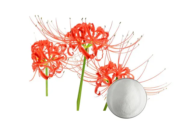 990,8% Galanthamine Lycoris Radiata Herb Extract untuk Myasthenia, Myopathy 0