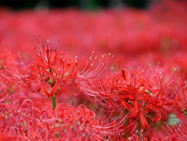 990,8% Galanthamine Lycoris Radiata Herb Extract untuk Myasthenia, Myopathy 1