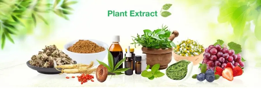 990,8% Galanthamine Lycoris Radiata Herb Extract untuk Myasthenia, Myopathy 2