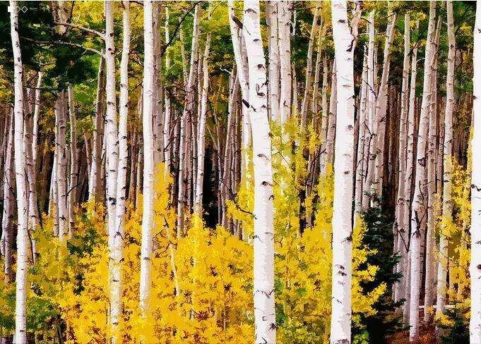 Ekstrak Kulit Birch 98% Betulinic 0