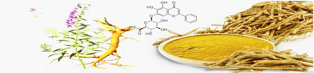 Scutellaria Baicalensis Ekstrak 85,0% Baicalin bubuk kuning muda CAS No. 21967-41-9 0